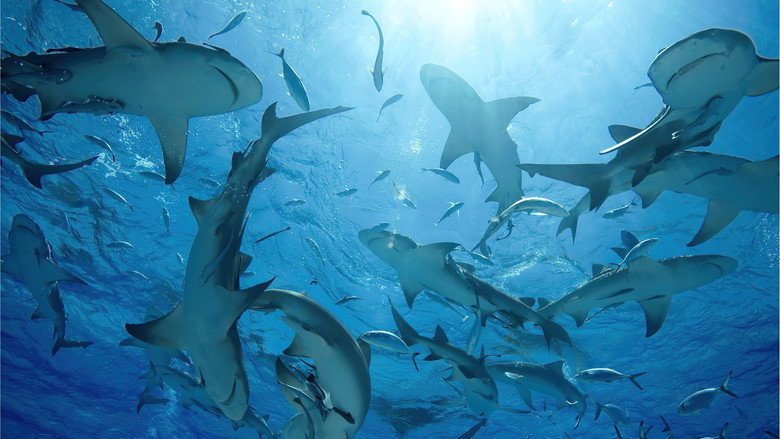 Oceans backdrop 9