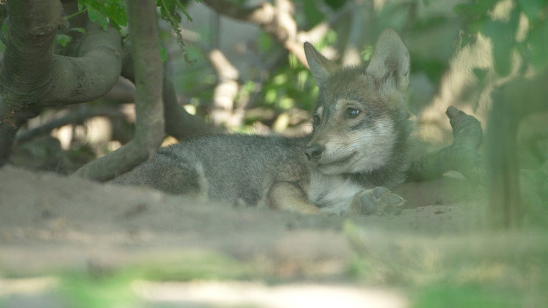 Wolf: Wanderer Without Borders backdrop 2
