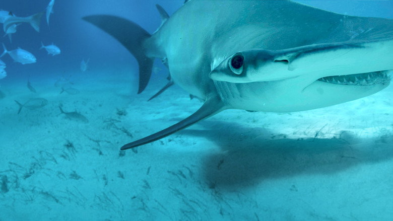 Mega Hammerhead backdrop 2