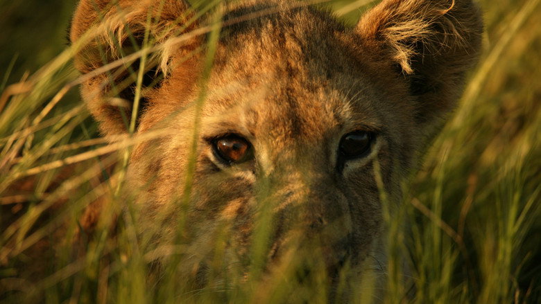 The Last Lions backdrop 5