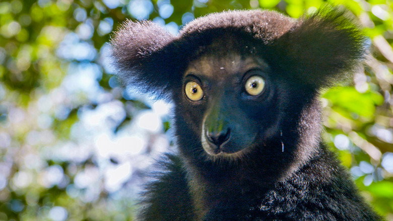 Madagascar's Weirdest backdrop 4