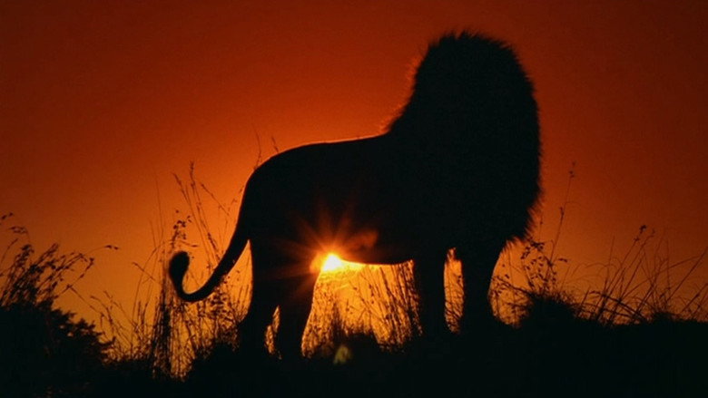 The Lion backdrop 2