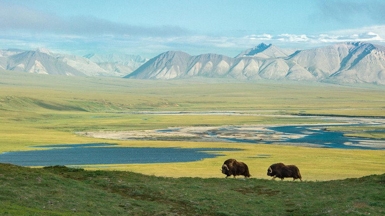 American Arctic backdrop 1