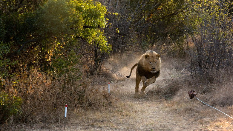 Man V. Lion backdrop 5