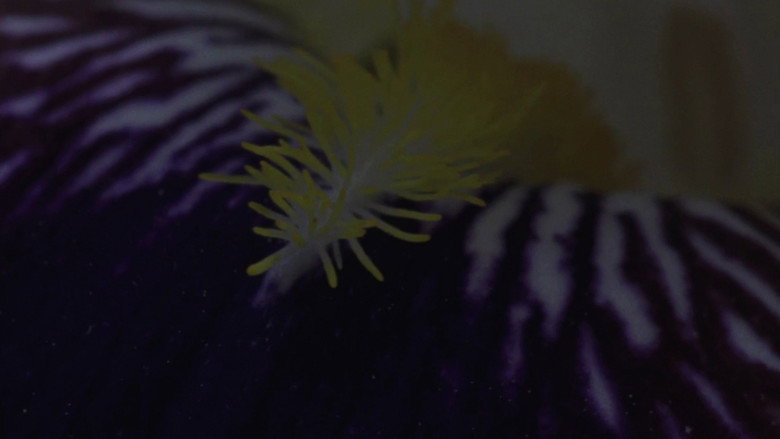 Flower Bed backdrop 2