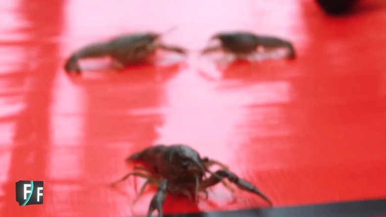 ILLEGAL CRAWFISH RACING OLYMPICS