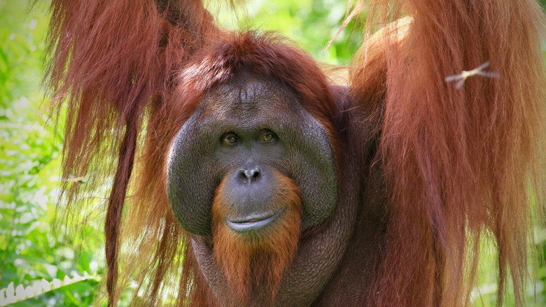 Orang Utans - Keepers of the Jungle backdrop 4