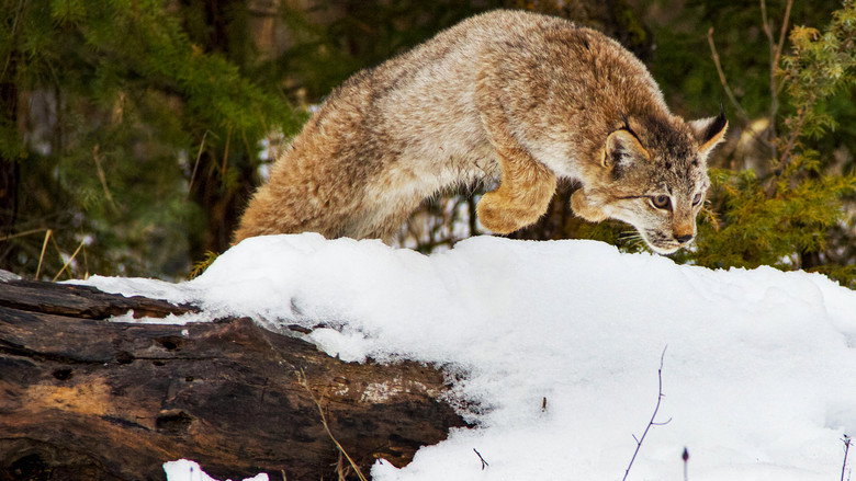 Big Cats: An Amazing Animal Family backdrop 5