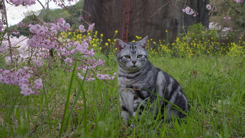 Odawara: Cats in Pubs and Cafes
