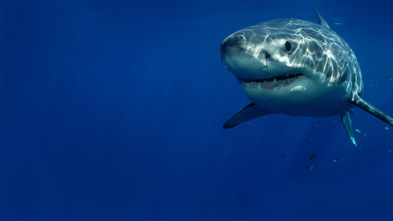 Cannibal Sharks backdrop 2