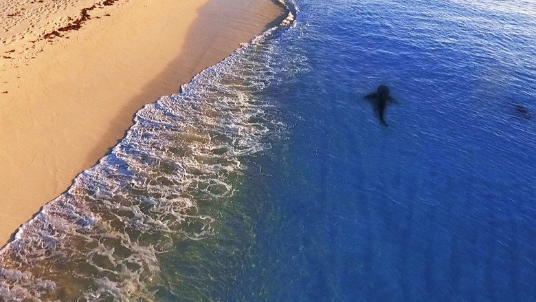 Raging Bull Shark backdrop 3
