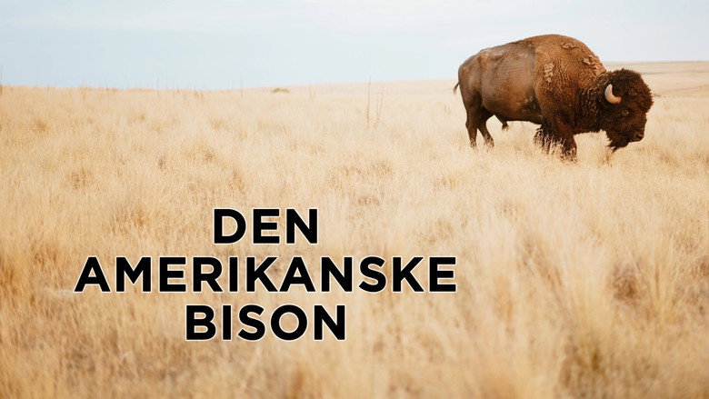 The American Buffalo backdrop 5