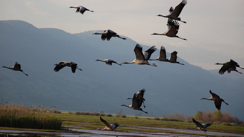 Winged Migration backdrop 2