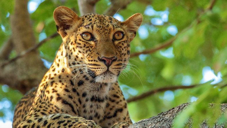 Africa's Hunters backdrop 2