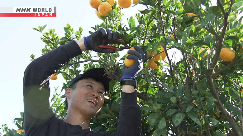 Soul-Searching in a Mikan Orchard
