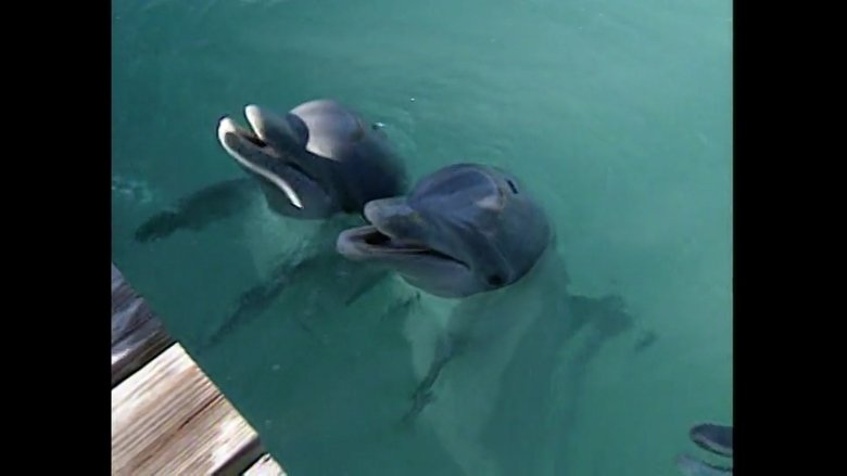 Dolphins