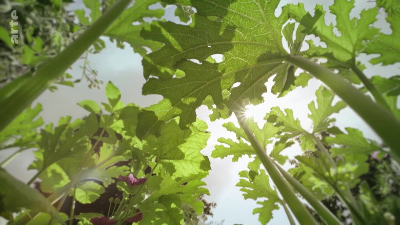 The Marvelous Wild World of the Vegetable Garden backdrop 3