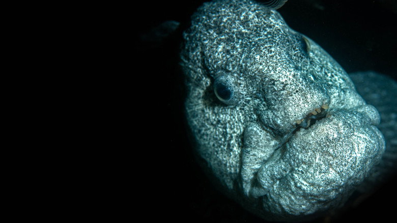 Ocean's Weirdest backdrop 7