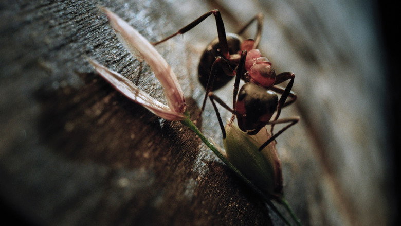 Insects – Hidden Heroes backdrop 2