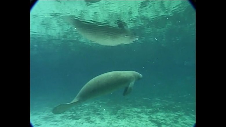 Manatees