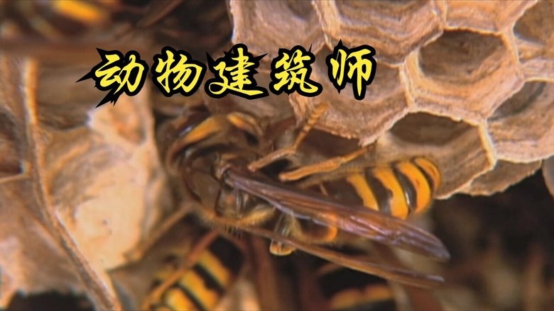 动物建筑师