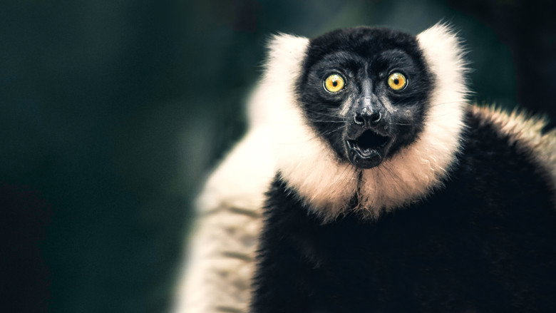 Madagascar's Weirdest backdrop 9