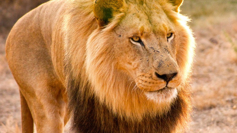 Man V. Lion backdrop 6