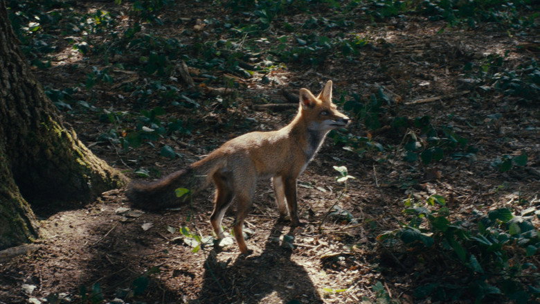 Wild Foxes backdrop 7