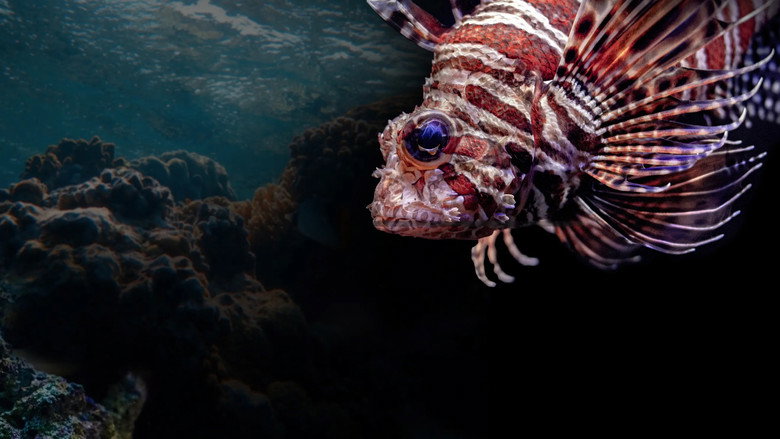 Fish Life backdrop 2