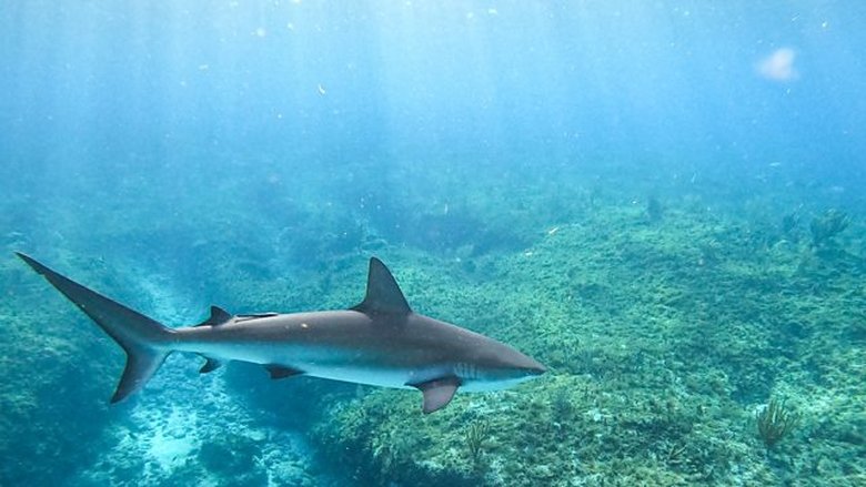 Great Barrier Reef