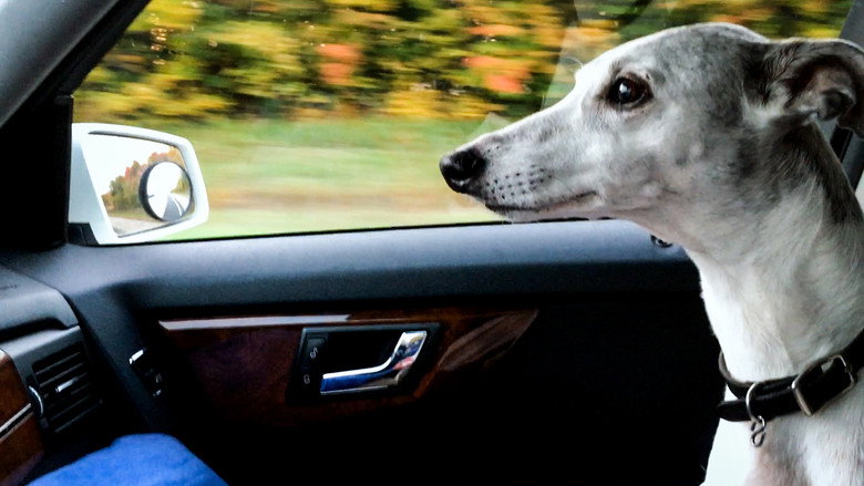 Abby’s List: A Dogumentary backdrop 2
