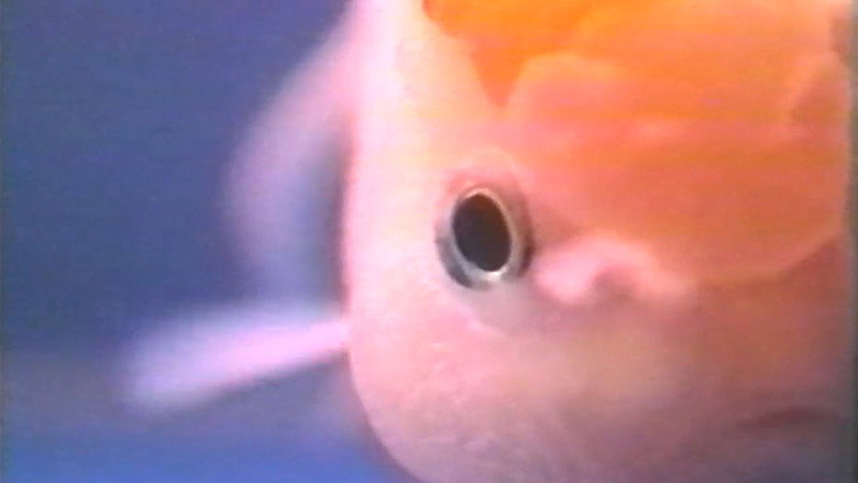 Sex Fish backdrop 5