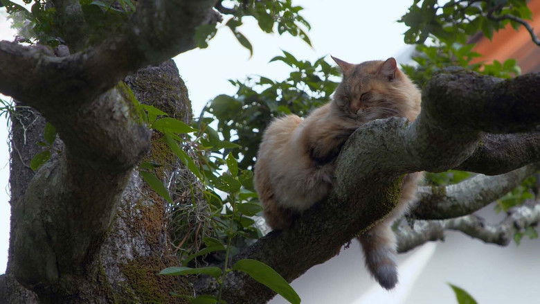 Ehime: Cats in a Literary Town