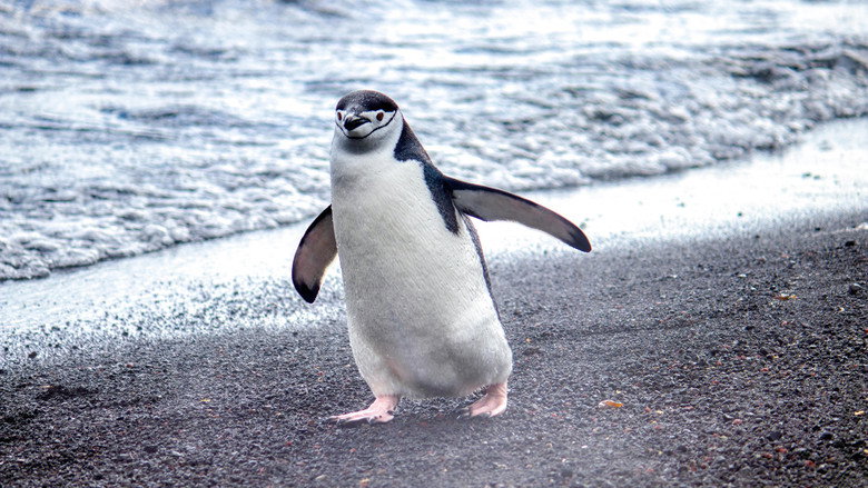 Secrets of the Penguins backdrop 4