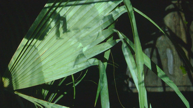 Spell Reel backdrop 3