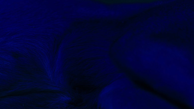 Agora backdrop 5