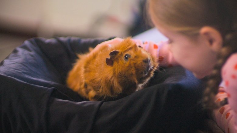 A Model Guinea Pig