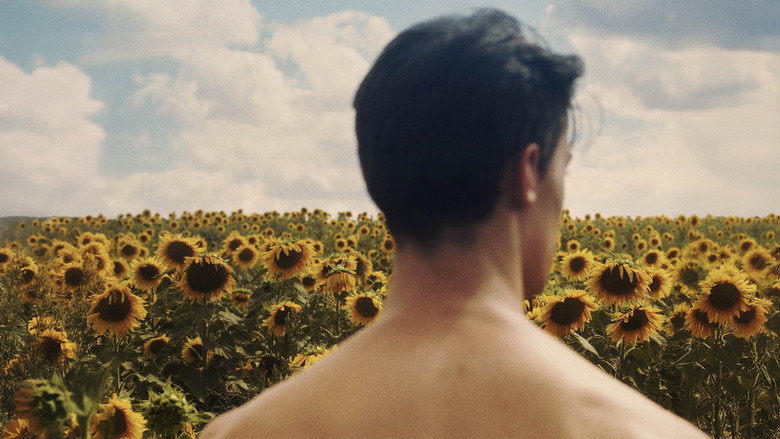 Sunflower backdrop 3