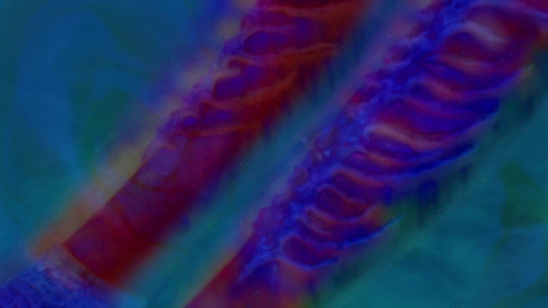 Resonga la Marea backdrop 6