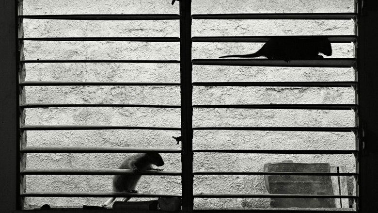 Sleeping on Warm Knees