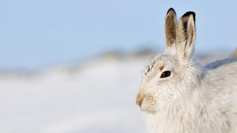 Scotland: The New Wild backdrop 7