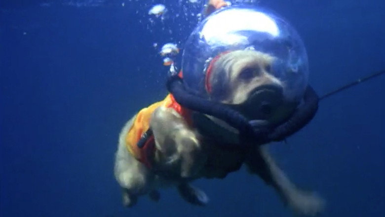 Benji (Takes a Dive) at Marineland backdrop 3