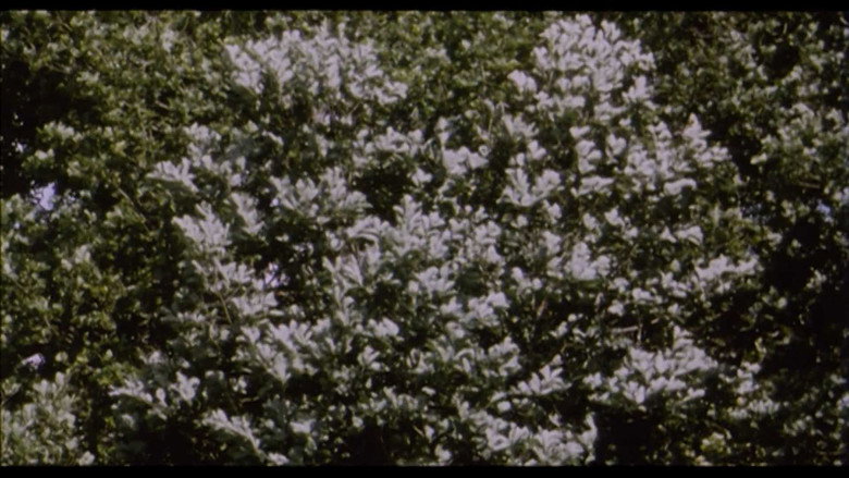 Belle de Nature backdrop 5
