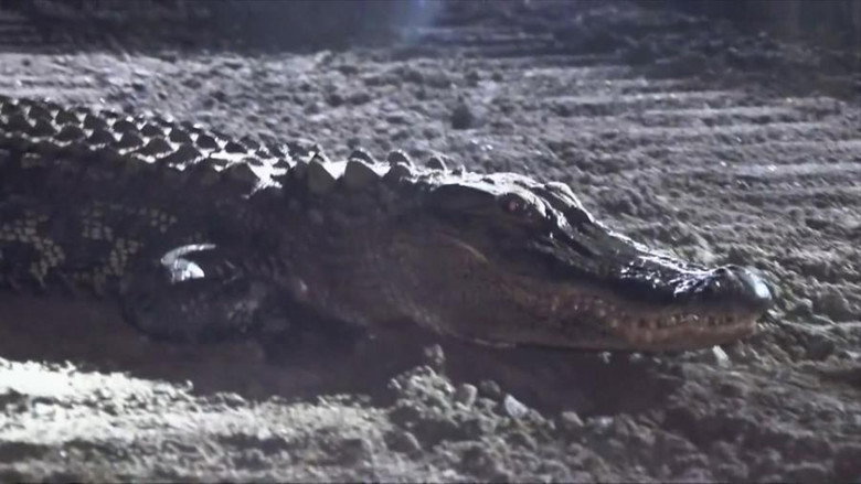 Alligator Incident