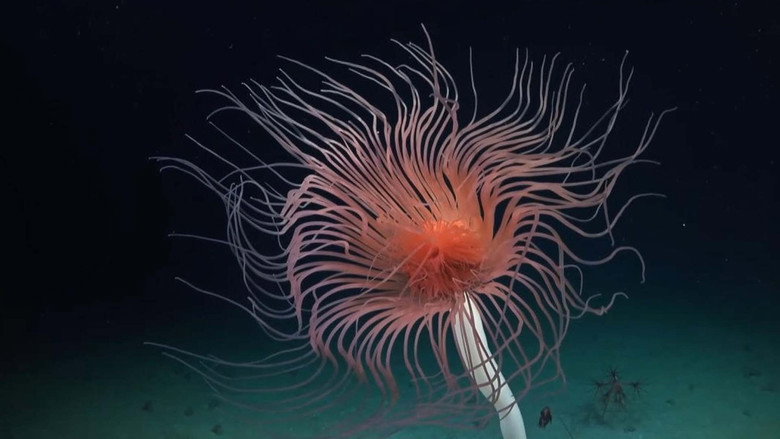 Deep sea exploration : the last frontiers on Earth backdrop 4