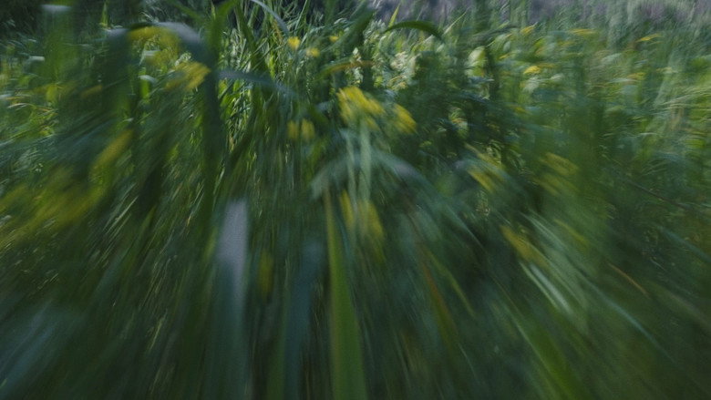 Para atrapar el viento backdrop 9