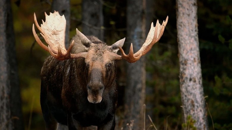 Wild, Smart and Deadly