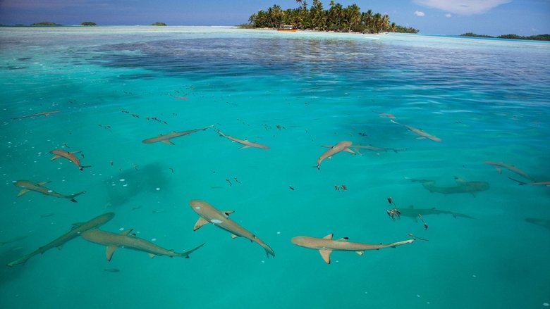 Shark Island
