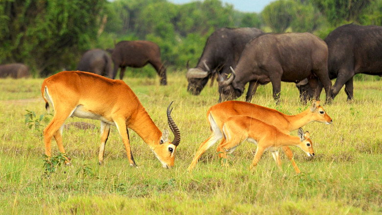 Wild Uganda backdrop 5