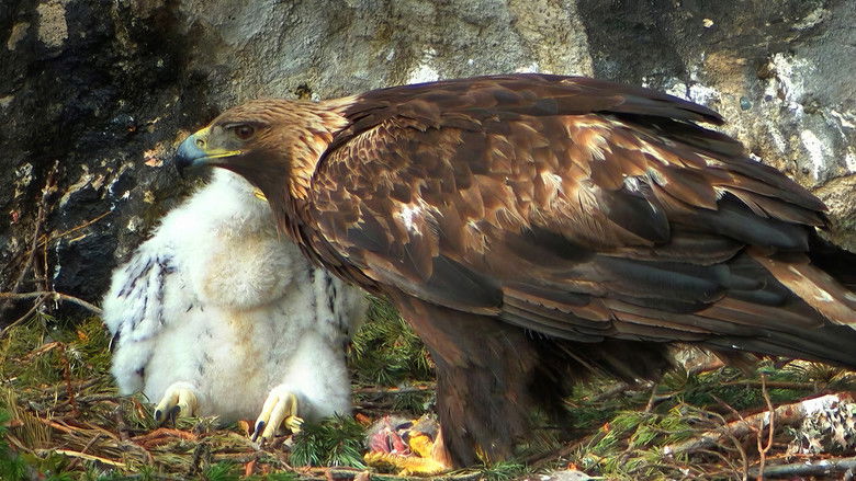 Alpine Chills, Thrills, and Spills